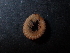  (Dyocerasoma intermedium - BGE_00514_G08)  @11 [ ] Copyright (c) (2024) Unspecified Croatian Biospeleological Society