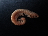  (Egonpretneria vudutschajldi - BGE_00514_F01)  @11 [ ] Copyright (c) (2024) Unspecified Croatian Biospeleological Society