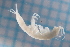  (Stenasellidae - BGE_00520_H01)  @11 [ ] CreativeCommons  Attribution (by) (2025) Jana Bedek Croatian Biospeleological Society