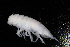  ( - BGE_00516_A06)  @11 [ ] CreativeCommons  Attribution (by) (2025) Jana Bedek Croatian Biospeleological Society