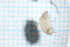  (Alpioniscus absoloni - BGE_00516_A10)  @11 [ ] CreativeCommons  Attribution (by) (2025) Jana Bedek Croatian Biospeleological Society