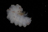  ( - BGE_00516_A11)  @11 [ ] CreativeCommons  Attribution (by) (2025) Jana Bedek Croatian Biospeleological Society