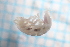  (Alpioniscus christiani - BGE_00516_B06)  @11 [ ] CreativeCommons  Attribution (by) (2025) Jana Bedek Croatian Biospeleological Society
