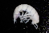 ( - BGE_00516_B06)  @11 [ ] CreativeCommons  Attribution (by) (2025) Jana Bedek Croatian Biospeleological Society
