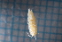  ( - BGE_00516_B10)  @11 [ ] CreativeCommons  Attribution (by) (2025) Jana Bedek Croatian Biospeleological Society