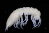  ( - BGE_00516_B11)  @11 [ ] CreativeCommons  Attribution (by) (2025) Jana Bedek Croatian Biospeleological Society