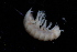  ( - BGE_00516_C07)  @11 [ ] CreativeCommons  Attribution (by) (2025) Jana Bedek Croatian Biospeleological Society