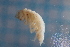  ( - BGE_00516_C08)  @11 [ ] CreativeCommons  Attribution (by) (2025) Jana Bedek Croatian Biospeleological Society