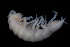  ( - BGE_00516_C08)  @11 [ ] CreativeCommons  Attribution (by) (2025) Jana Bedek Croatian Biospeleological Society