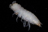  ( - BGE_00516_E12)  @11 [ ] CreativeCommons  Attribution (by) (2025) Unspecified Croatian Biospeleological Society