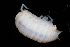  ( - BGE_00516_F01)  @11 [ ] CreativeCommons  Attribution (by) (2025) Unspecified Croatian Biospeleological Society