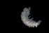  ( - BGE_00516_G02)  @11 [ ] CreativeCommons  Attribution (by) (2025) Unspecified Croatian Biospeleological Society