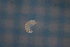  (Thaumatoniscellinae - BGE_00516_G03)  @11 [ ] CreativeCommons  Attribution (by) (2025) Unspecified Croatian Biospeleological Society