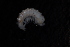  ( - BGE_00516_G03)  @11 [ ] CreativeCommons  Attribution (by) (2025) Unspecified Croatian Biospeleological Society
