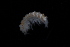  ( - BGE_00516_G04)  @11 [ ] CreativeCommons  Attribution (by) (2025) Unspecified Croatian Biospeleological Society