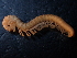  ( - BGE_00520_G03)  @11 [ ] Copyright (c) (2024) Unspecified Croatian Biospeleological Society