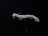  (Paradoxosomatinae - BGE_00520_E08)  @11 [ ] Copyright (c) (2024) Unspecified Croatian Biospeleological Society