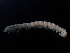  (Velebitodesmus - BGE_00520_E06)  @11 [ ] Copyright (c) (2024) Unspecified Croatian Biospeleological Society