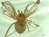  (Troglohyphantes croaticus - BGE_00512_G08)  @11 [ ] by (2024) Unspecified Ruder Boskovic Institute, Bijenicka Cesta 54, 10000, Zagreb