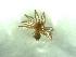  (Troglohyphantes dinaricus - BGE_00513_D07)  @11 [ ] by (2024) Unspecified Ruder Boskovic Institute, Bijenicka Cesta 54, 10000, Zagreb