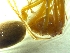  (Tegenaria cf. bayeri - BGE_00513_E10)  @11 [ ] by (2024) Unspecified Ruder Boskovic Institute, Bijenicka Cesta 54, 10000, Zagreb