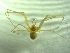  (Troglohyphantes hadzii - BGE_00513_A05)  @11 [ ] by (2024) Unspecified Ruder Boskovic Institute, Bijenicka Cesta 54, 10000, Zagreb