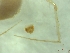  (Troglohyphantes cf. kordunlikanus - BGE_00513_A11)  @11 [ ] by (2024) Unspecified Ruder Boskovic Institute, Bijenicka Cesta 54, 10000, Zagreb