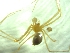  (Troglohyphantes liburnicus - BGE_00513_A06)  @11 [ ] by (2024) Unspecified Ruder Boskovic Institute, Bijenicka Cesta 54, 10000, Zagreb