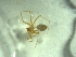  (Troglohyphantes sketi - BGE_00513_B05)  @11 [ ] by (2024) Unspecified Ruder Boskovic Institute, Bijenicka Cesta 54, 10000, Zagreb