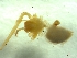  (Troglohyphantes strandi - BGE_00513_A09)  @11 [ ] by (2024) Unspecified Ruder Boskovic Institute, Bijenicka Cesta 54, 10000, Zagreb