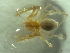  (Troglohyphantes cf. strandi - BGE_00513_D01)  @11 [ ] by (2024) Unspecified Ruder Boskovic Institute, Bijenicka Cesta 54, 10000, Zagreb