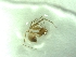  (Troglohyphantes svilajensis - BGE_00513_E01)  @11 [ ] by (2024) Unspecified Ruder Boskovic Institute, Bijenicka Cesta 54, 10000, Zagreb