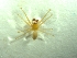  (Troglohyphantes troglodytes - BGE_00513_A03)  @11 [ ] by (2024) Unspecified Ruder Boskovic Institute, Bijenicka Cesta 54, 10000, Zagreb