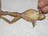  (Hypsiboas lanciformis - AJC 3373)  @11 [ ] CreativeCommons - Attribution Non-Commercial Share-Alike (2011) Andrew J. Crawford Universidad de los Andes