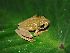  (Hypsiboas crepitans - AJC 3842)  @15 [ ] CreativeCommons - Attribution Non-Commercial Share-Alike (2010) Andrew J. Crawford Universidad de los Andes