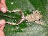  (Hypsiboas pugnax - AJC 3878)  @14 [ ] CreativeCommons - Attribution Non-Commercial Share-Alike (2011) Andrew J. Crawford Universidad de los Andes