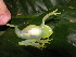 ( - AJC 3921)  @13 [ ] CreativeCommons - Attribution Non-Commercial Share-Alike (2011) Andrew J. Crawford Universidad de los Andes