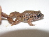  (Adenomera - AJC 4093)  @14 [ ] CreativeCommons - Attribution Non-Commercial Share-Alike (2011) Andrew J. Crawford Universidad de los Andes