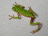  (Phyllomedusa hypochondrialis - AJC 4103)  @14 [ ] CreativeCommons - Attribution Non-Commercial Share-Alike (2011) Andrew J. Crawford Universidad de los Andes
