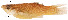  (Poecilia mexicana - stri-1118)  @15 [ ] Unspecified (default): All Rights Reserved  Unspecified Unspecified