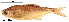  (Brycon striatulus - stri-11274)  @13 [ ] Unspecified (default): All Rights Reserved  Unspecified Unspecified