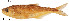  (Brycon sp. nov. Bocas - stri-11619)  @14 [ ] Unspecified (default): All Rights Reserved  Unspecified Unspecified