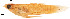  (Priapichthys darienensis - stri-11722)  @13 [ ] Unspecified (default): All Rights Reserved  Unspecified Unspecified