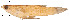  (Priapichthys darienensis - stri-11722)  @13 [ ] Unspecified (default): All Rights Reserved  Unspecified Unspecified