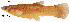  (Poeciliopsis elongata - stri-12620)  @14 [ ] Unspecified (default): All Rights Reserved  Unspecified Unspecified