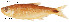  (Brycon obscurus - stri-1385)  @11 [ ] Unspecified (default): All Rights Reserved  Unspecified Unspecified