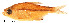  (Hyphessobrycon panamensis - stri-15320)  @14 [ ] Unspecified (default): All Rights Reserved  Unspecified Unspecified
