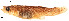  (Gambusia affinis - stri-15727)  @14 [ ] Unspecified (default): All Rights Reserved  Unspecified Unspecified