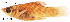  (Phallichthys amates - stri-16993)  @14 [ ] Unspecified (default): All Rights Reserved  Unspecified Unspecified