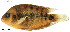  (Amatitlania nanolutea - stri-17001)  @11 [ ] Unspecified (default): All Rights Reserved  Unspecified Unspecified